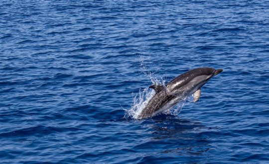 Dolfijnen spotten in Ligurië!