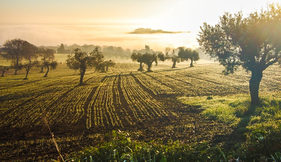 Typisch Italiaanse producten, wijngaarden Bloemenriviera