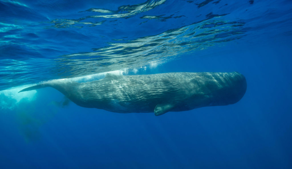 Walvis aan de Bloemenrivièra